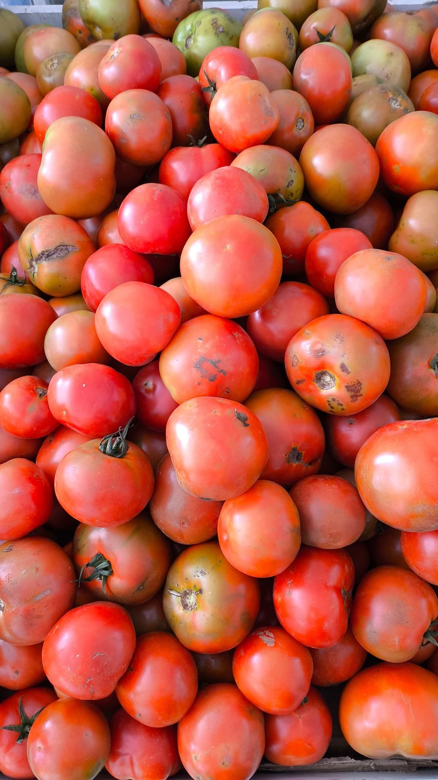 Tomate maduro selecionado
